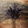Woods Autumnal Mango leaf spray 70cm