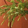 Woods foxtail grass 104cm