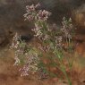 Woods Gypsophila paniculata 68cm