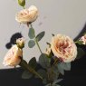 Woods Camellia Japonica 75cm