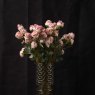 Woods Rose 56cm