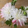 Woods DAHLIA 79cm