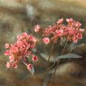 Woods KALMIA LATIFOLIA 67cm