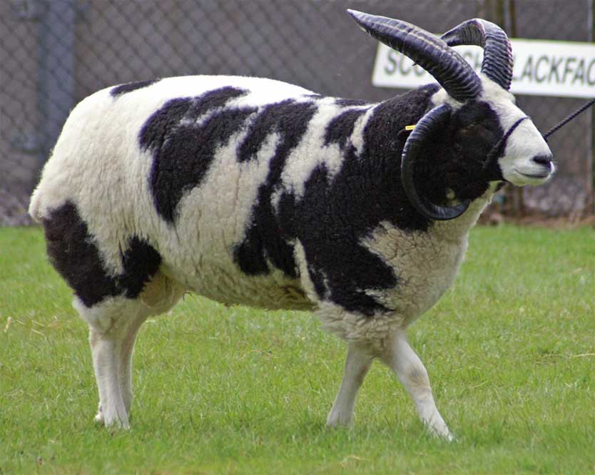 Jacob Sheep