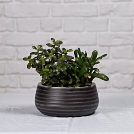 Neptune black vases