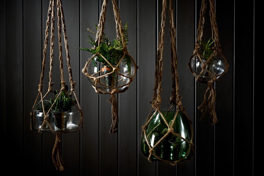 Succulent Plants in Macrame Plant Hangers